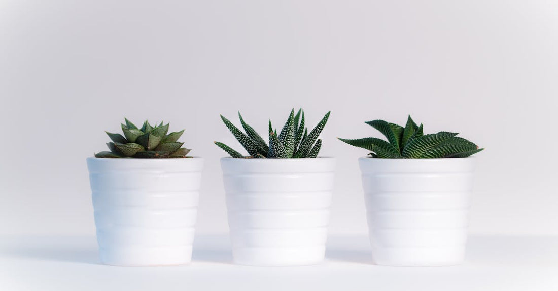 Top 5 Eco‑Friendly Picture Frame Materials for Sustainable Home Decor - MAOS Solutions